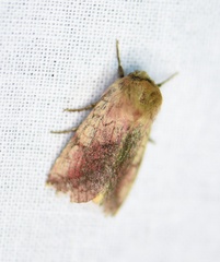 Pyrrhia purpura