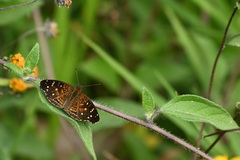 Anthanassa atronia