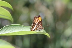 Adelpha syma