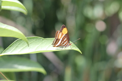 Adelpha syma