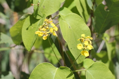 Stigmaphyllon bonariense