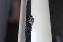 Eupoecila australasiae