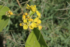 Stigmaphyllon bonariense