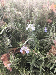 Rosmarinus