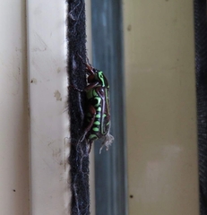 Eupoecila australasiae