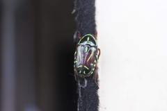 Eupoecila australasiae