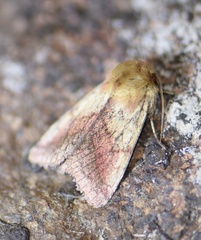 Pyrrhia purpura