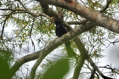 Dicrurus hottentottus