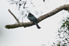 Dicrurus hottentottus