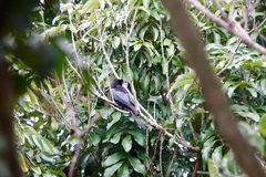 Dicrurus hottentottus