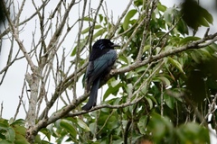 Dicrurus hottentottus