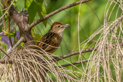 Cincloramphus timoriensis