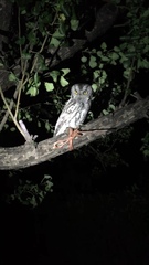 Megascops kennicottii