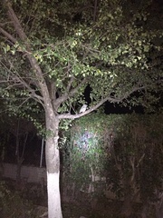 Megascops kennicottii