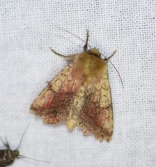 Pyrrhia purpura