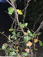 Quercus berberidifolia × lobata