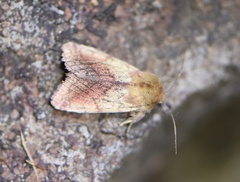 Pyrrhia purpura