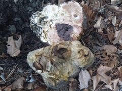 Mycenastrum corium