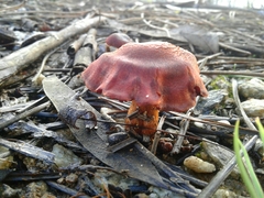 Cortinarius phoeniceus