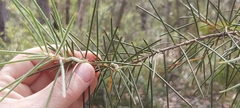 Hakea gibbosa