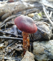 Cortinarius phoeniceus