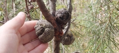 Hakea gibbosa