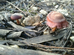 Cortinarius phoeniceus