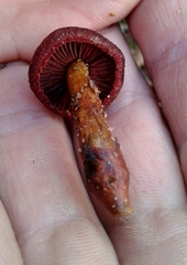 Cortinarius phoeniceus