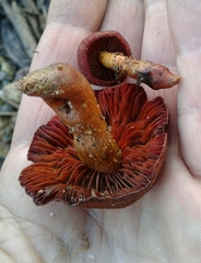 Cortinarius phoeniceus