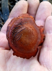 Cortinarius phoeniceus