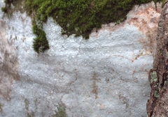 Phlyctis petraea