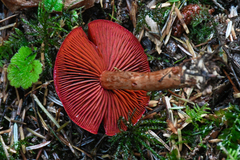 Dermocybe
