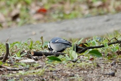 Parus minor commixtus