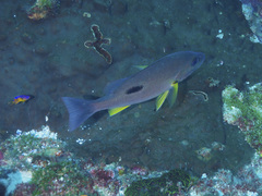 Lutjanus russellii