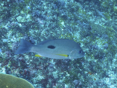 Lutjanus russellii