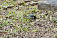 Parus minor commixtus