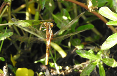 Rhodothemis lieftincki