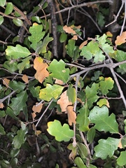 Quercus berberidifolia × lobata