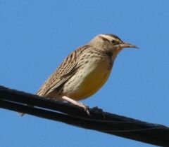 Sturnella magna lilianae