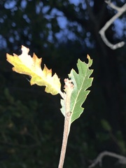 Quercus berberidifolia × lobata