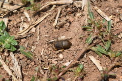 Euoniticellus intermedius