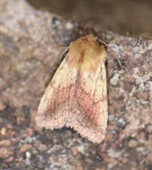 Pyrrhia purpura