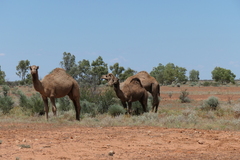 Camelus dromedarius