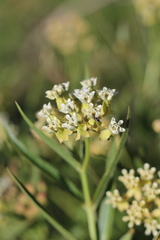 Asclepias mellodora