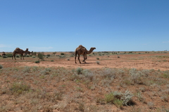 Camelus dromedarius
