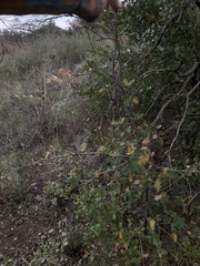 Quercus berberidifolia × lobata
