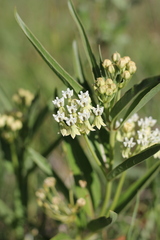 Asclepias mellodora