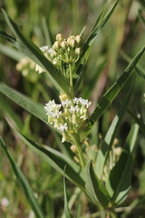 Asclepias mellodora