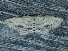 Scopula cacuminaria