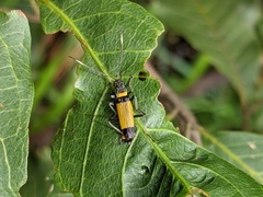 Chauliognathus imperialis